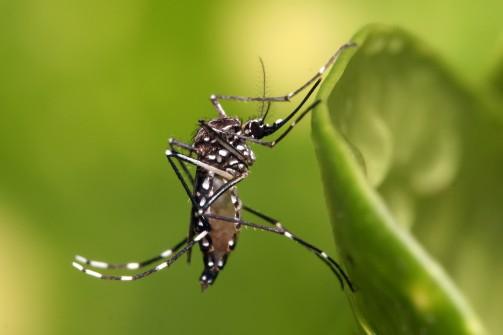 Aproveite o tempo livre e elimine criadouros do Aedes aegypti