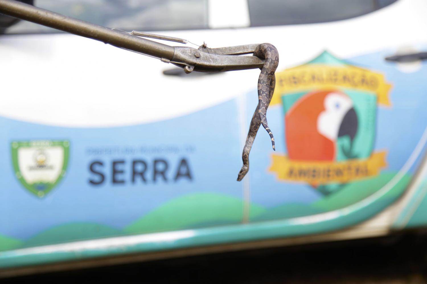 Dono de sítio em Carapebus encontra 43 filhotes de jiboia