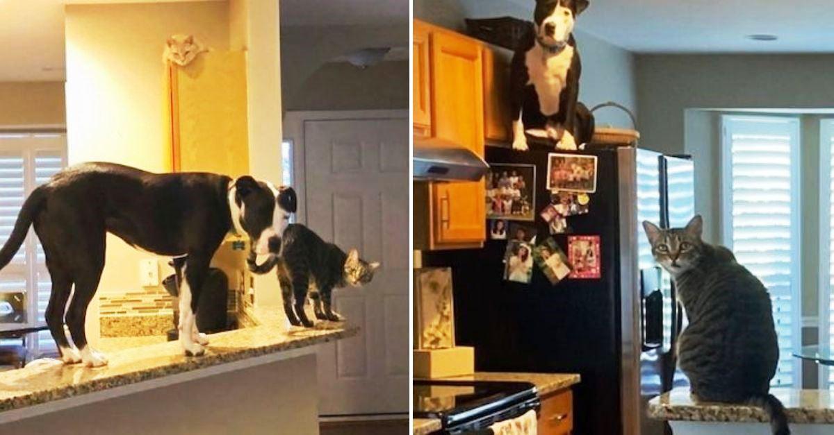 Pitbull se comporta como gato após ser adotado por família que têm felinos