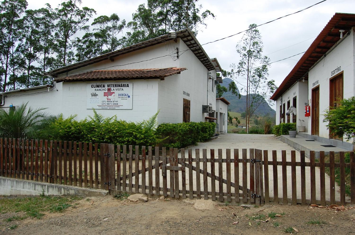 Abrigo da Serra acolhe cadela que protegeu cão atropelado na BR-101