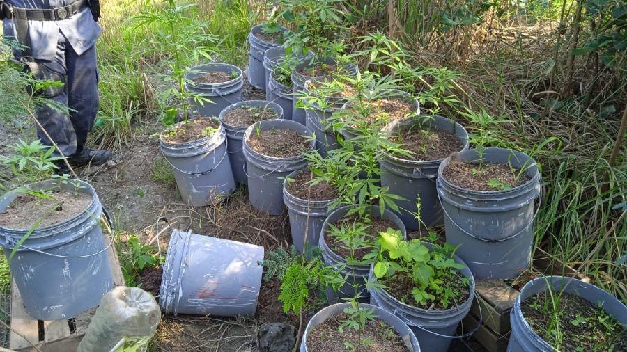 Polícia apreende 15 pés de maconha em mangue no bairro Jardim Carapina na Serra