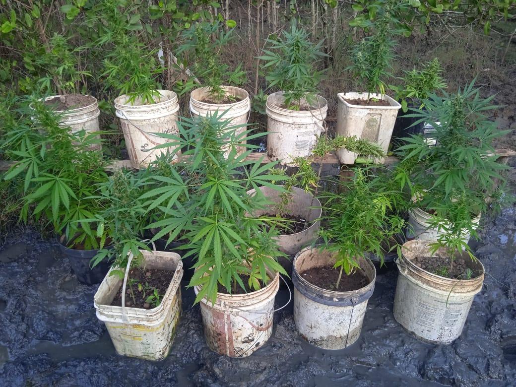 Polícia encontra mais 17 pés de maconha em mangue no bairro Jardim Carapina