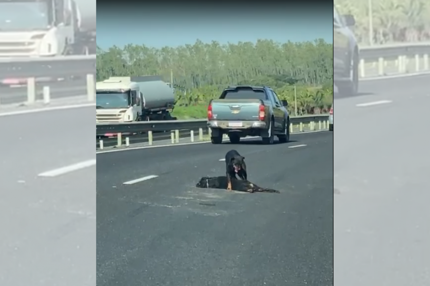 PRF flagra cena comovente na BR-101 em Guarapari
