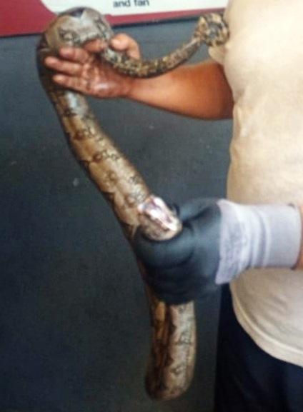 Jiboia fica presa em capo de carro, no bairro Jardim Limoeiro, na Serra