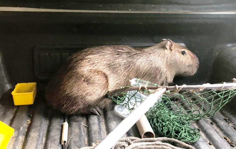 Capivara, jiboia e gavião: mais de 200 animais silvestres já foram restados neste ano na Serra