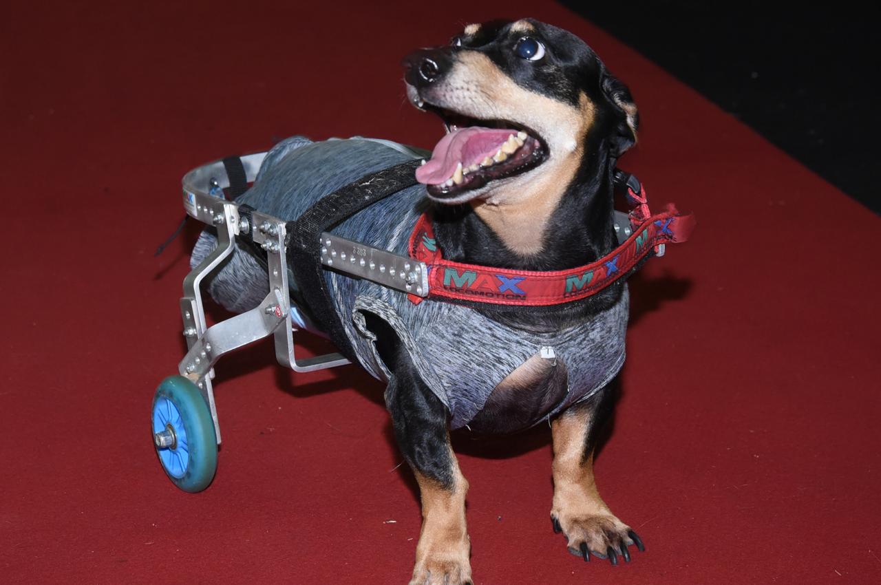 Desfile, recreação, palestras e adoção em feira para pets e tutores neste fim de semana