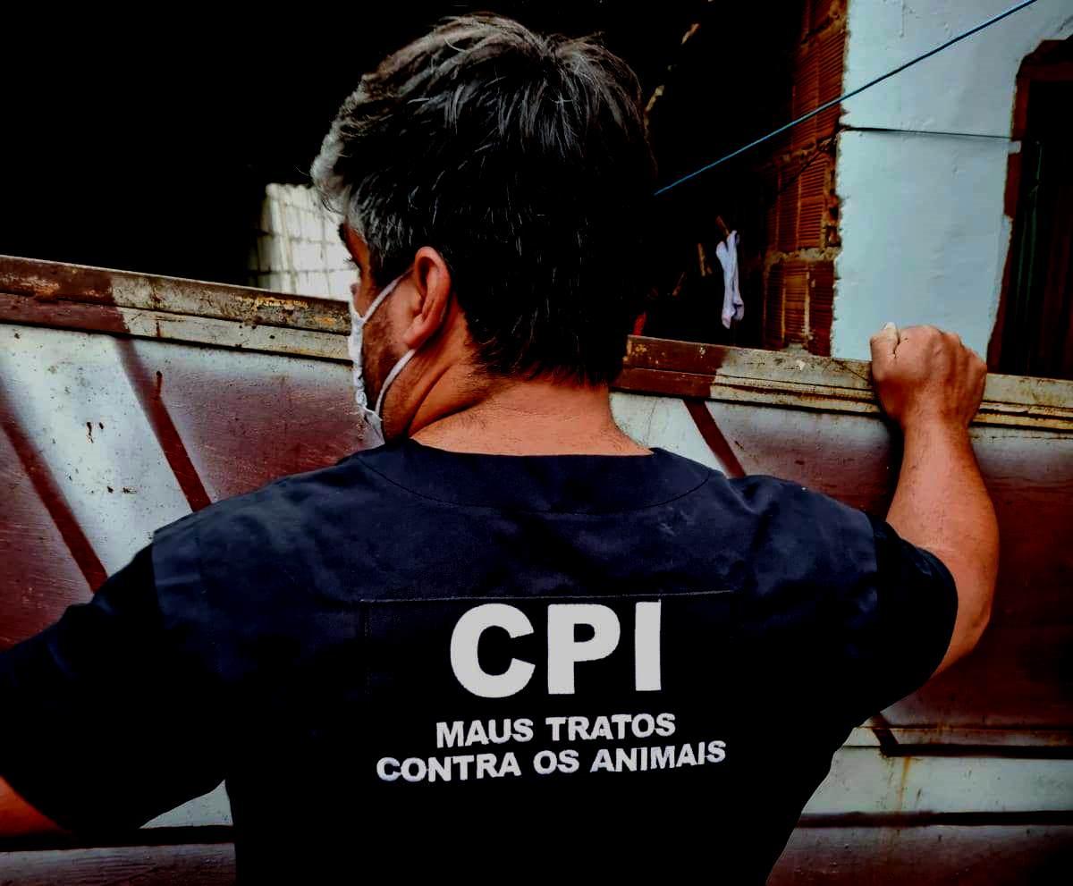 Cadela é resgatada de tutora com mandíbula quebrada e com a face necrosando