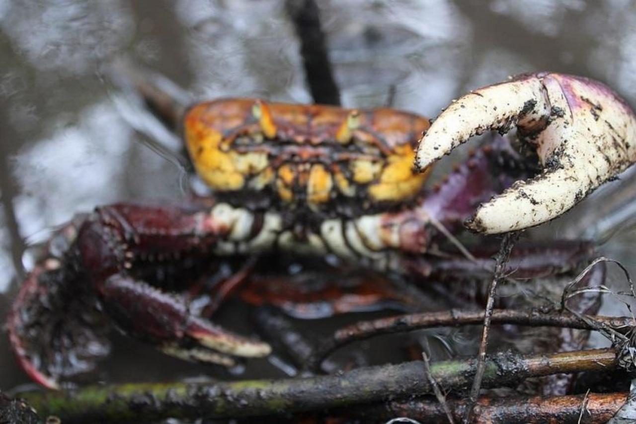 A partir desta terça (18) venda de caranguejo volta a ficar proibida