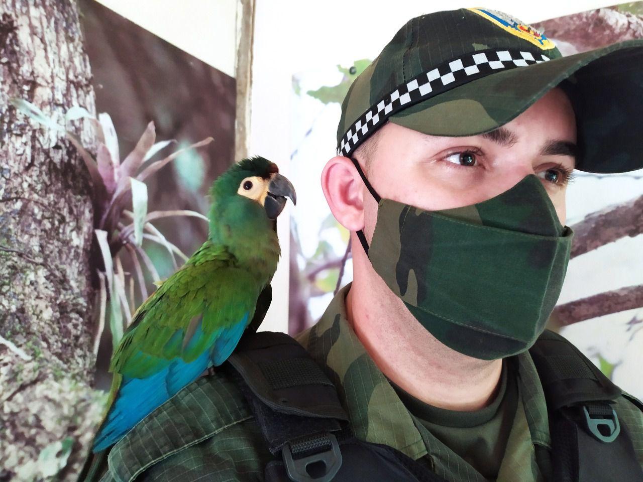 Polícia Ambiental do Espírito Santo recolhe aves raras, ameaçadas de extinção no Brasil