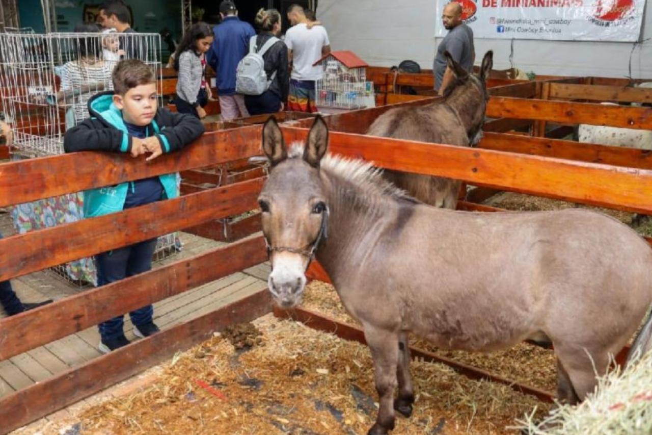 ExpoSerra: mini fazenda com pôneis e até coelho gigante em Laranjeiras