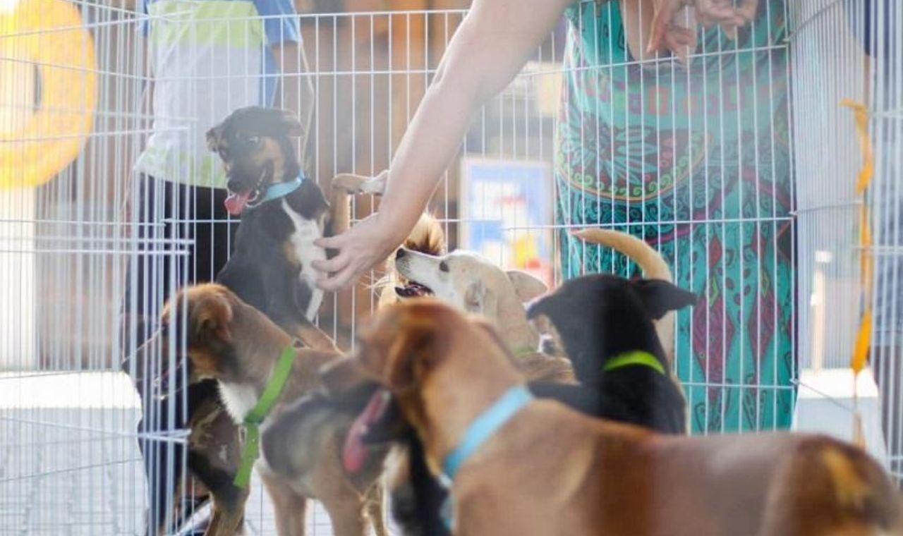Dia Nacional dos Animais é marcado pela luta da liberdade, integridade e o direito à vida