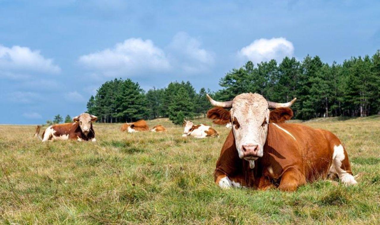 Secretaria de Agricultura da Serra alerta sobre raiva pecuária