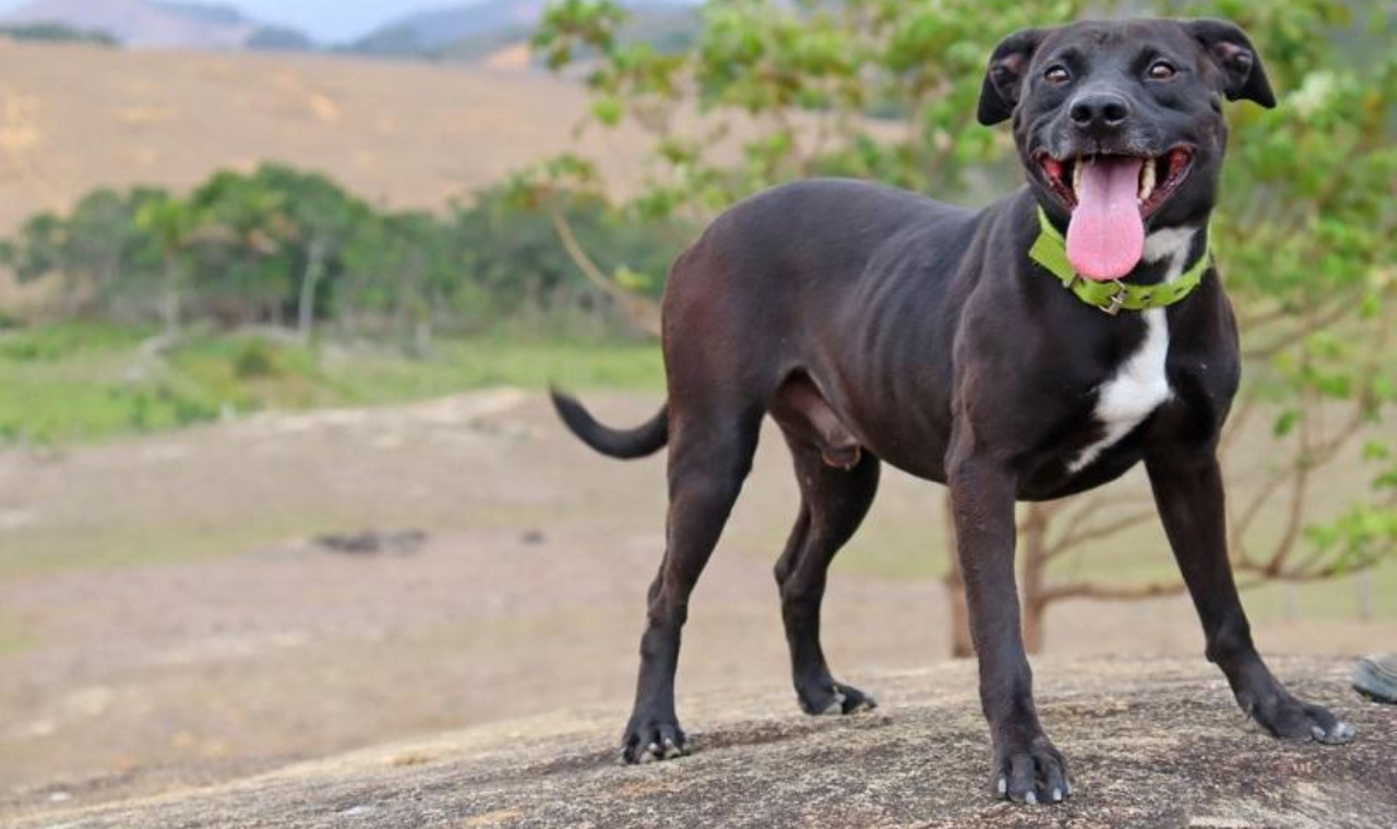 Programa Arca oferece 2100 vagas para castração de cães e gatos
