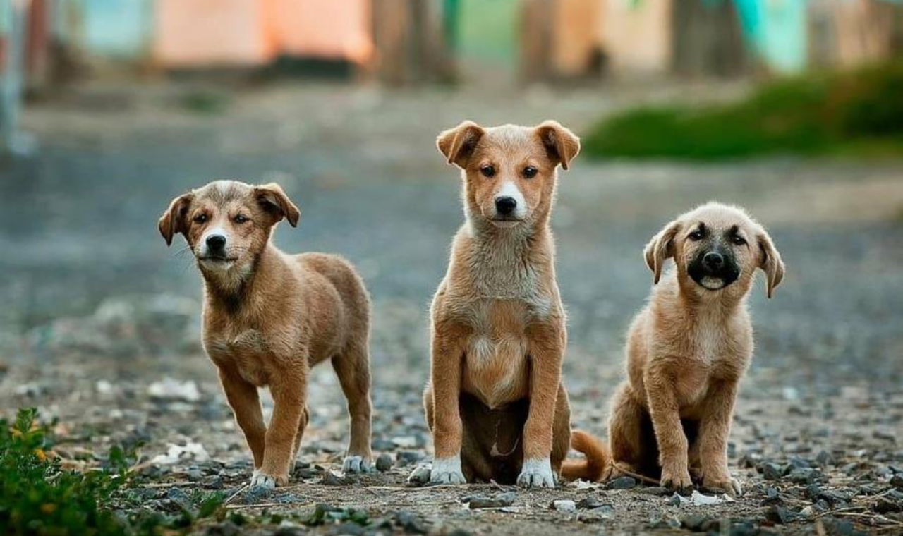 Feira de adoção de cães e gatos acontece neste sábado (23) no Parque da Cidade