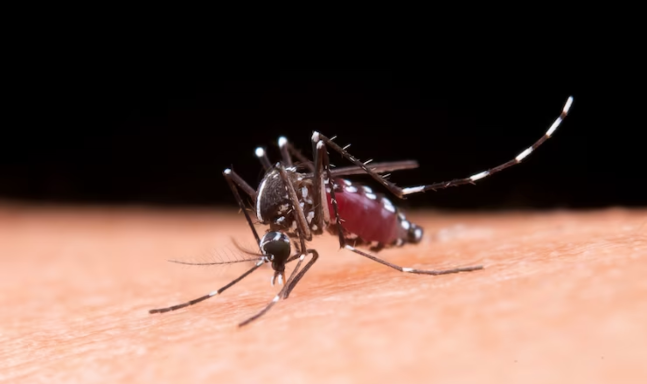 Governo do Espírito Santo lança painel público para dados da dengue
