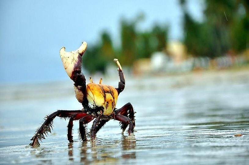 Período do Defeso do Caranguejo-Uçá: Medidas de Fiscalização e Alerta à População