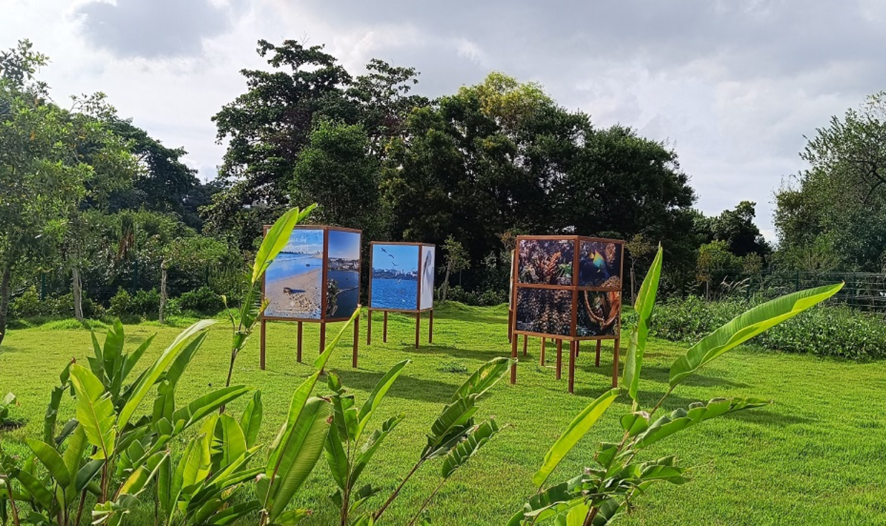 Exposição Baía das Tartarugas chega ao Parque Costeiro