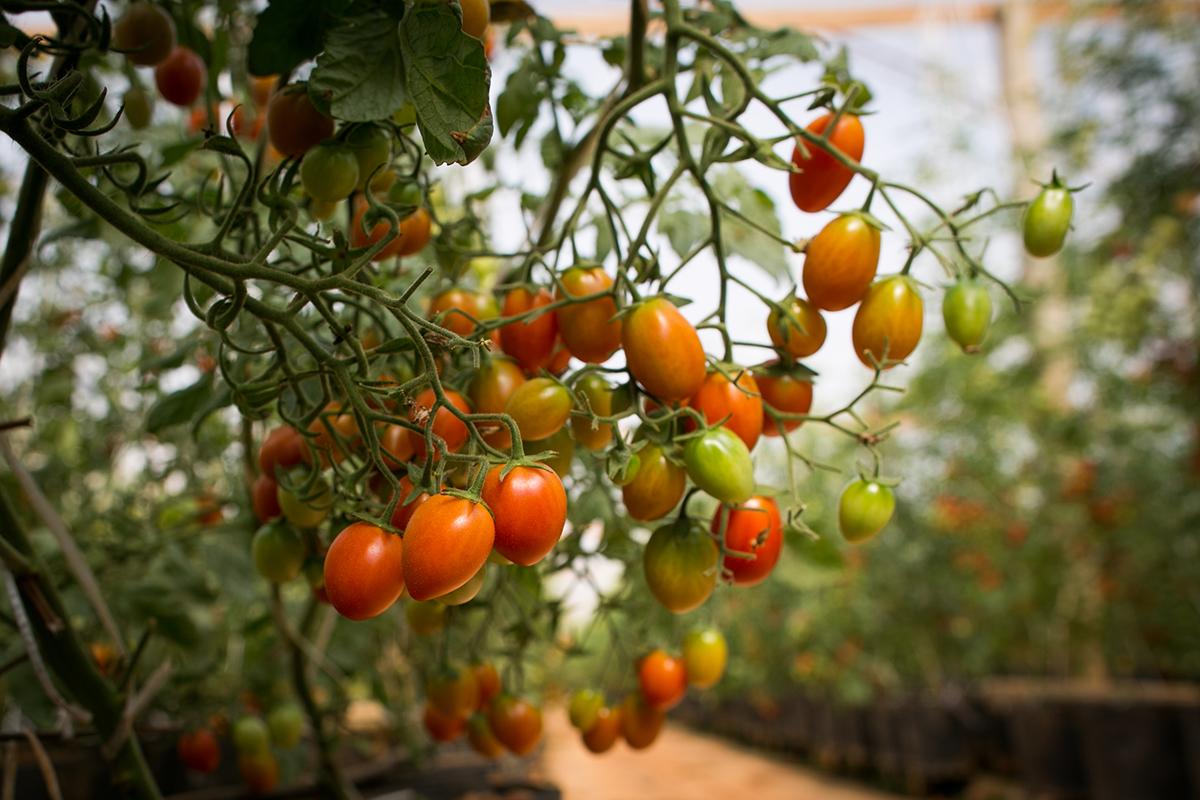 Tomaticultura brasileira cresce 19,2% e aposta no controle biológico para garantir produtividade