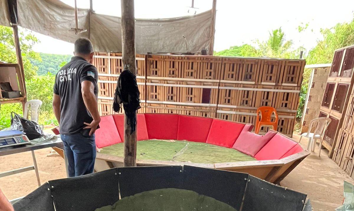 Polícia Civil fecha estrutura de rinha de galos e conduz responsável na Serra