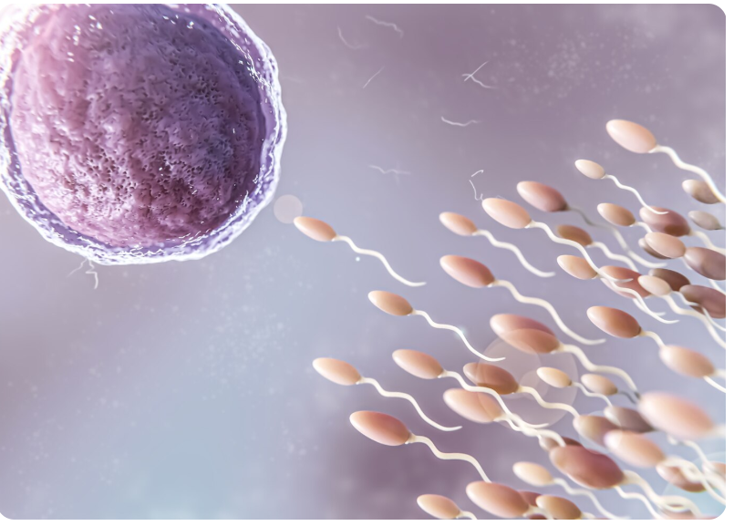 Dificuldade para engravidar pode estar ligada à falta de qualidade do espermatozoide