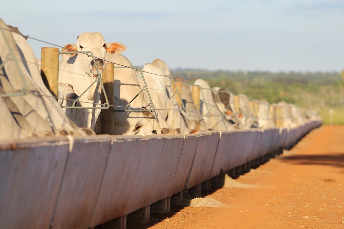 Estrutura do confinamento confiável e resistente é chave para carne de qualidade