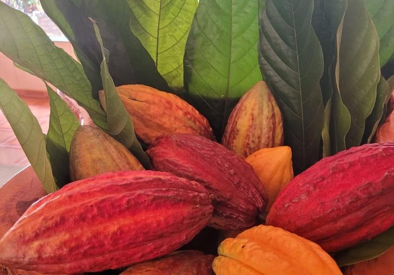 Dia do Chocolate: Rota do Cacau fortalece produção sustentável no Brasil
