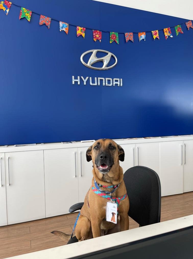 Hyundai celebra o Dia do Vira-Lata com Tucson, mascote adotado por concessionária e símbolo da causa animal