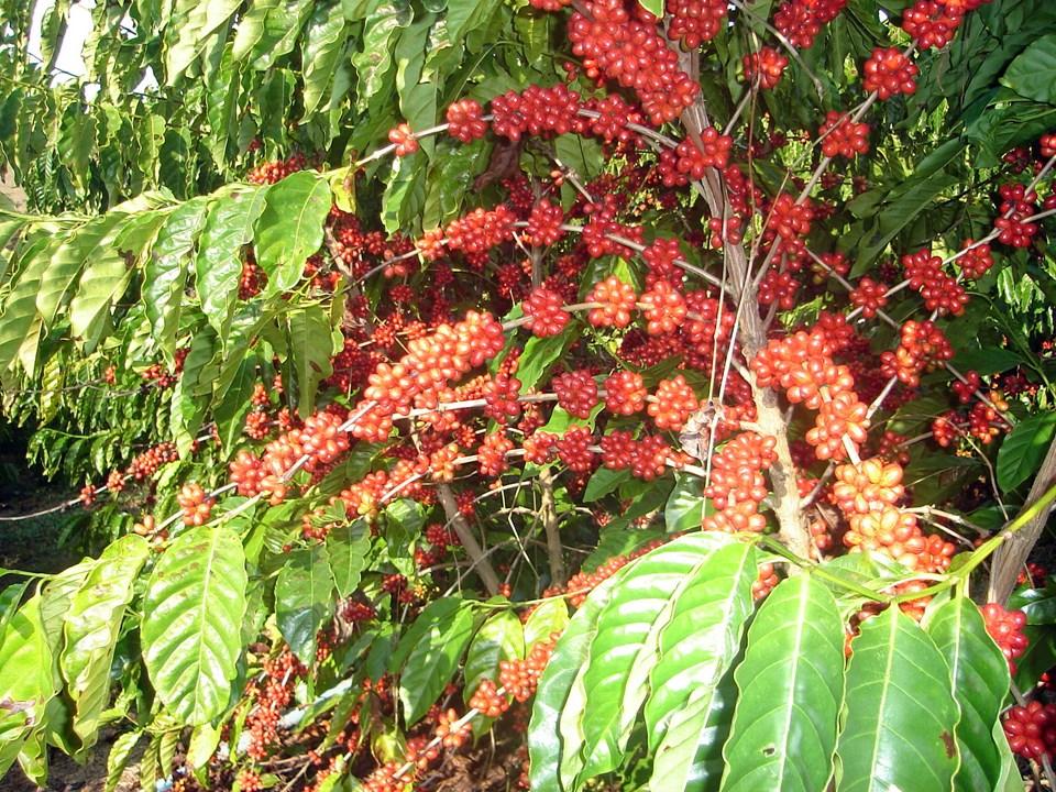 ES receberá líderes globais do café sustentável durante  Feira Internacional do Café Conilon (FICC)